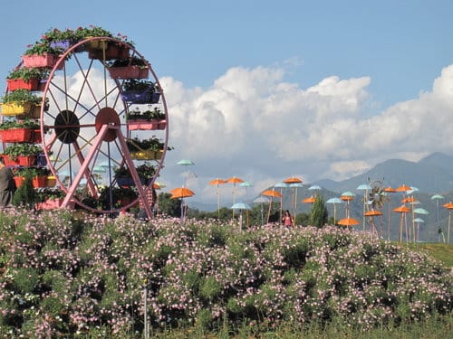 2012南投花卉嘉年華 賞花去 2012.12/162013.1/20止