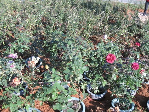 2012南投花卉嘉年華 賞花去 2012.12/162013.1/20止