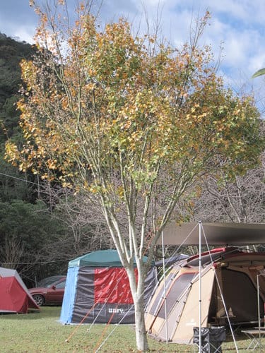 參觀露營區 春陽瑪莉溫泉露營區太魯灣溫泉露營區 - 第15張圖 參觀露營區 春陽瑪莉溫泉露營區太魯灣溫泉露營區