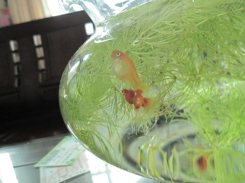 紅豆魚終於生小baby了