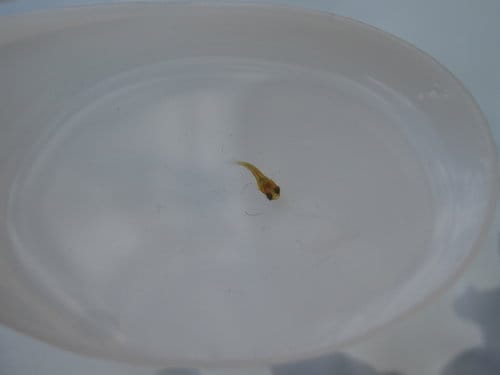 紅豆魚終於生小baby了