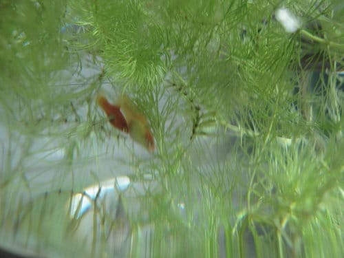 紅豆魚終於生小baby了