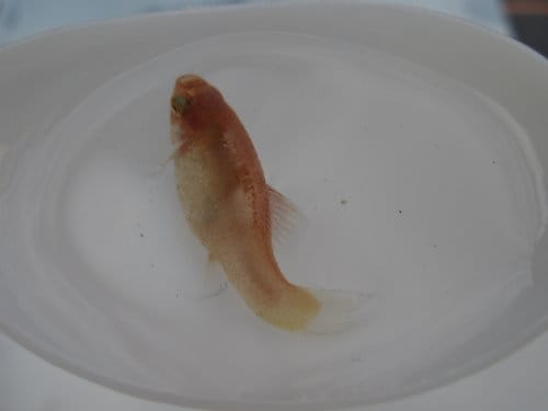 紅豆魚終於生小baby了