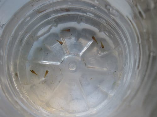 紅豆魚終於生小baby了