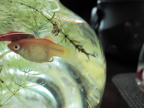 紅豆魚終於生小baby了