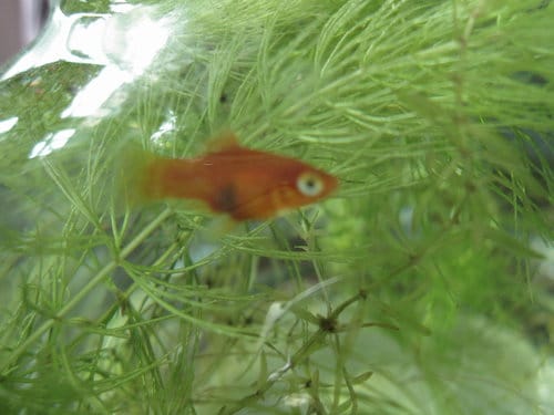 紅豆魚終於生小baby了