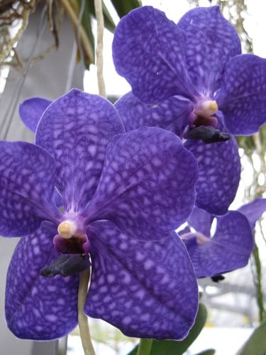 2012 新社花海台中國際花毯節 七彩花毯…美美美 (下)