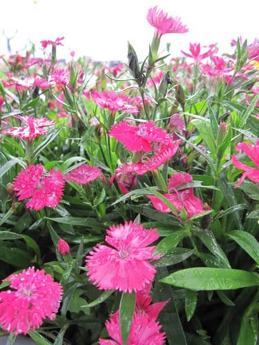 2012 新社花海台中國際花毯節 七彩花毯…美美美 (下)