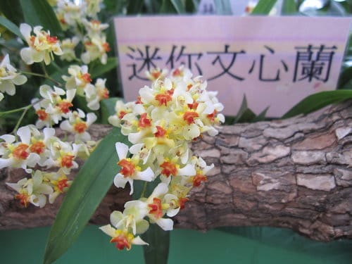 2012 新社花海台中國際花毯節 七彩花毯…美美美 (下)