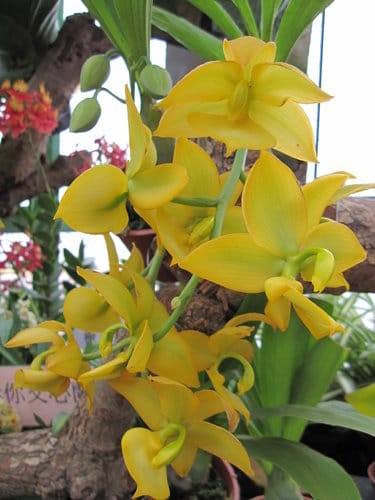 2012 新社花海台中國際花毯節 七彩花毯…美美美 (下)