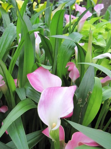 2012 新社花海台中國際花毯節 七彩花毯…美美美 (下)