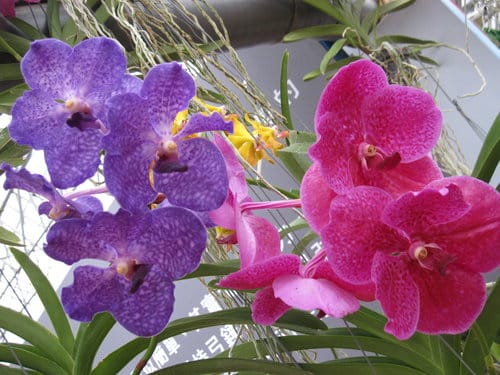 2012 新社花海台中國際花毯節 七彩花毯…美美美 (下)