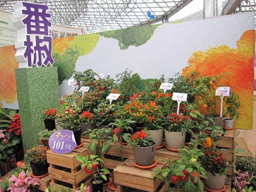 2012 新社花海台中國際花毯節 七彩花毯…美美美 (下)