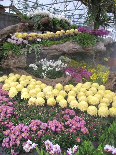 2012 新社花海台中國際花毯節 七彩花毯…美美美 (下)