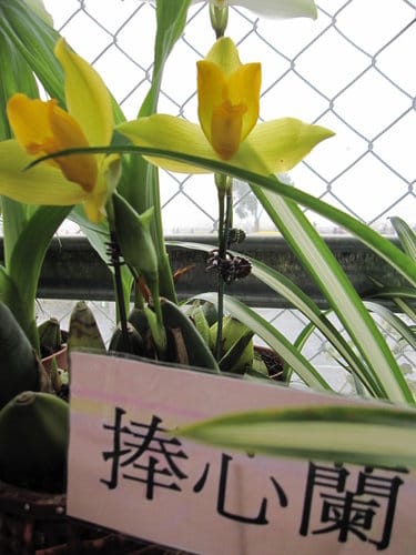 2012 新社花海台中國際花毯節 七彩花毯…美美美 (下)