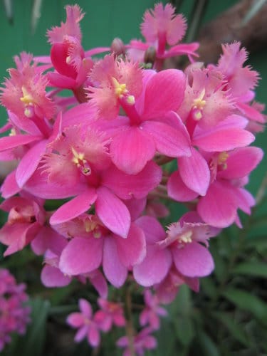 2012 新社花海台中國際花毯節 七彩花毯…美美美 (下)