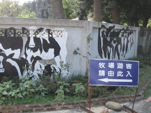 苗栗四方牧場喝下午茶,餵小牛喝ㄋㄟ ㄋㄟ(露營區)