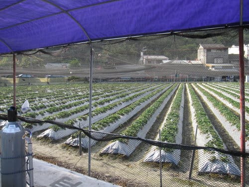 苗栗賞櫻景點泰安舊火車站&派出所周邊櫻花正盛開