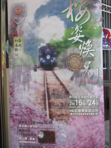 苗栗賞櫻景點泰安舊火車站&派出所周邊櫻花正盛開