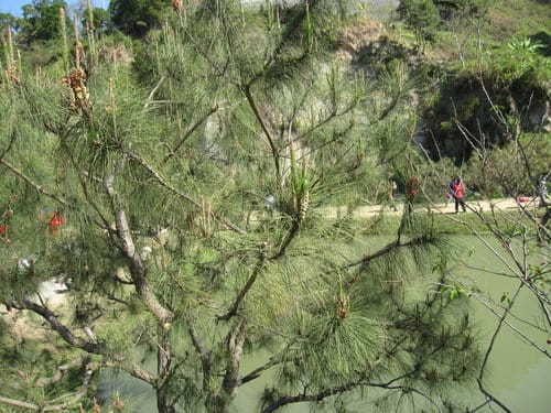中部賞櫻景點大坑『濁水巷』…櫻花祕境賞櫻