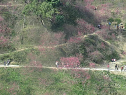 中部賞櫻景點大坑『濁水巷』…櫻花祕境賞櫻