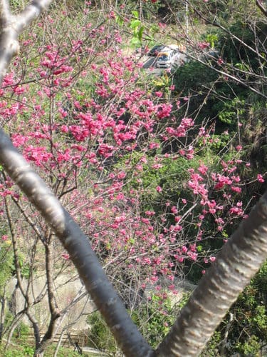 中部賞櫻景點大坑『濁水巷』…櫻花祕境賞櫻