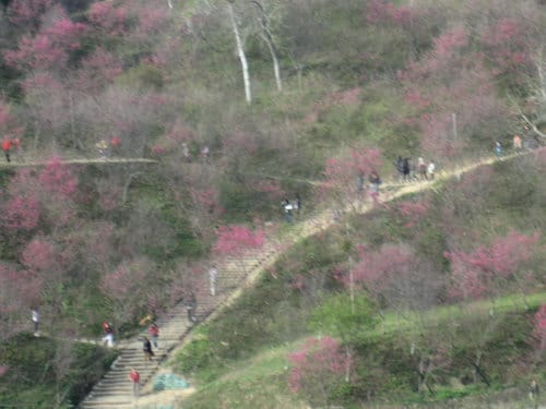 中部賞櫻景點大坑『濁水巷』…櫻花祕境賞櫻