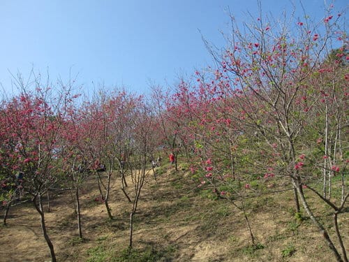 中部賞櫻景點大坑『濁水巷』…櫻花祕境賞櫻