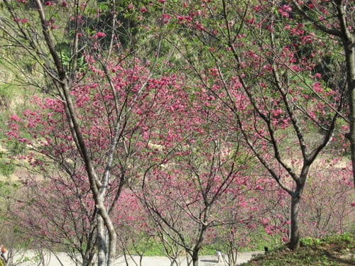 中部賞櫻景點大坑『濁水巷』…櫻花祕境賞櫻