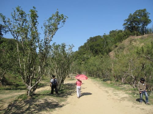 中部賞櫻景點大坑『濁水巷』…櫻花祕境賞櫻