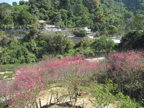 中部賞櫻景點大坑『濁水巷』…櫻花祕境賞櫻