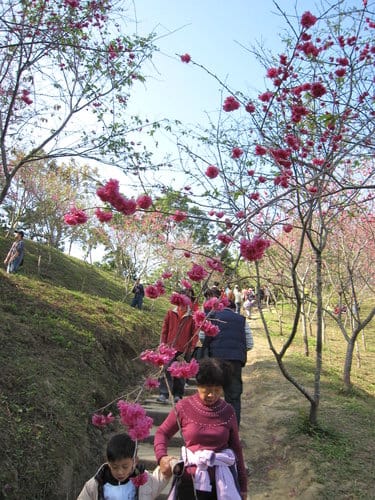 中部賞櫻景點大坑『濁水巷』…櫻花祕境賞櫻