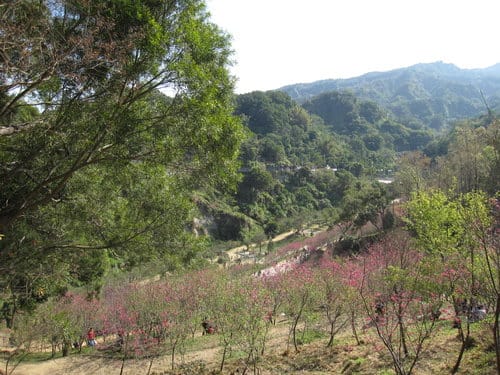 中部賞櫻景點大坑『濁水巷』…櫻花祕境賞櫻