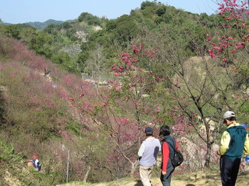 中部賞櫻景點大坑『濁水巷』…櫻花祕境賞櫻