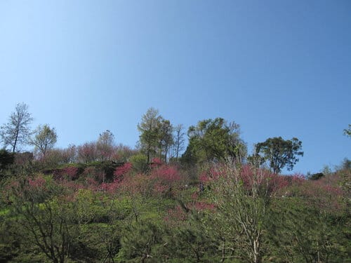 中部賞櫻景點大坑『濁水巷』…櫻花祕境賞櫻