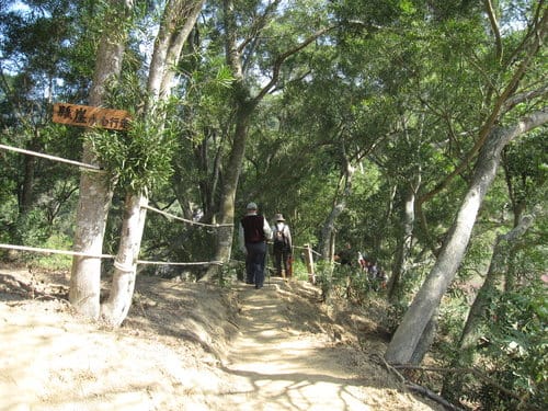 中部賞櫻景點大坑『濁水巷』…櫻花祕境賞櫻