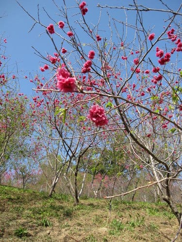 中部賞櫻景點大坑『濁水巷』…櫻花祕境賞櫻
