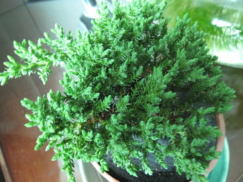 台中大里國光花市 趴趴走買小盆栽 - 第42張圖 台中大里國光花市 趴趴走買小盆栽