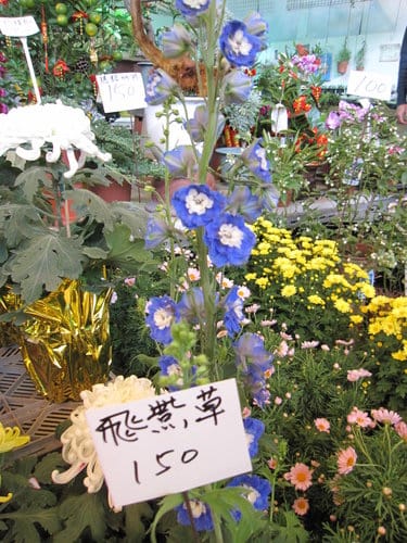台中大里國光花市 趴趴走買小盆栽 - 第12張圖 台中大里國光花市 趴趴走買小盆栽
