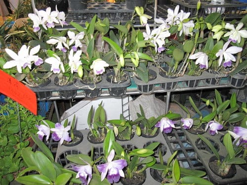 台中大里國光花市 趴趴走買小盆栽 - 第18張圖 台中大里國光花市 趴趴走買小盆栽