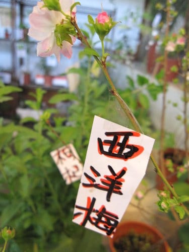 台中大里國光花市 趴趴走買小盆栽 - 第24張圖 台中大里國光花市 趴趴走買小盆栽