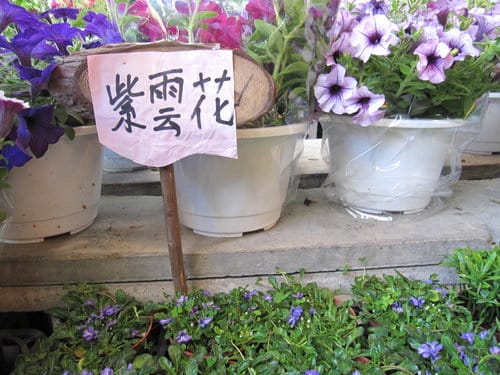 台中大里國光花市 趴趴走買小盆栽