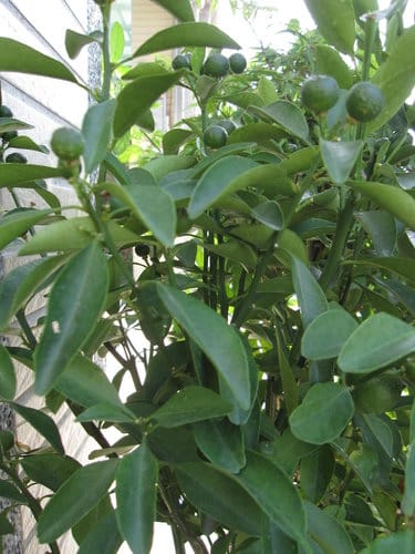 台中大里國光花市 趴趴走買小盆栽 - 第41張圖 台中大里國光花市 趴趴走買小盆栽