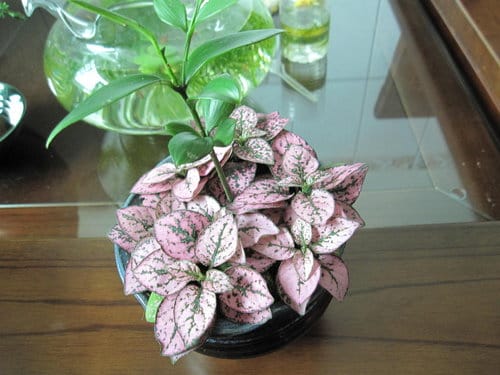 台中大里國光花市 趴趴走買小盆栽 - 第43張圖 台中大里國光花市 趴趴走買小盆栽