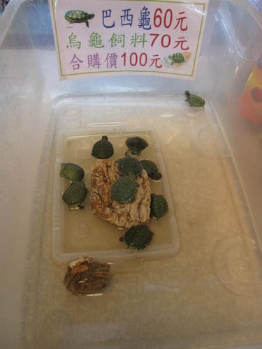 台中大里國光花市 趴趴走買小盆栽 - 第34張圖 台中大里國光花市 趴趴走買小盆栽