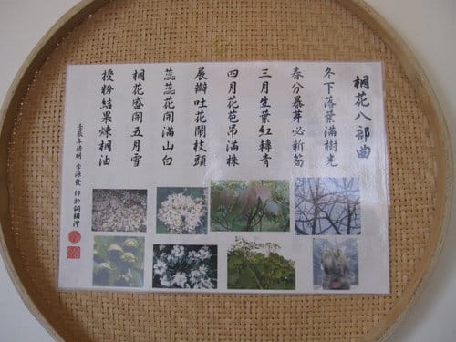 苗栗銅鑼『客家大院.桐花公園』桐樂趣