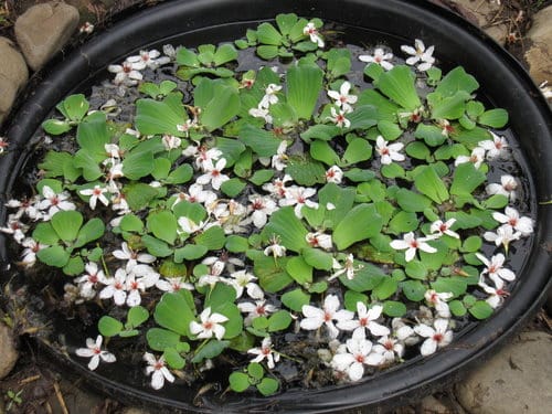 【彰化景點】芬園『挑水古道』賞四月雪-油桐花盛開 - 第13張圖 【彰化景點】芬園『挑水古道』賞四月雪-油桐花盛開