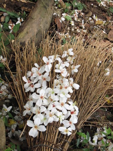 【彰化景點】芬園『挑水古道』賞四月雪-油桐花盛開 - 第24張圖 【彰化景點】芬園『挑水古道』賞四月雪-油桐花盛開