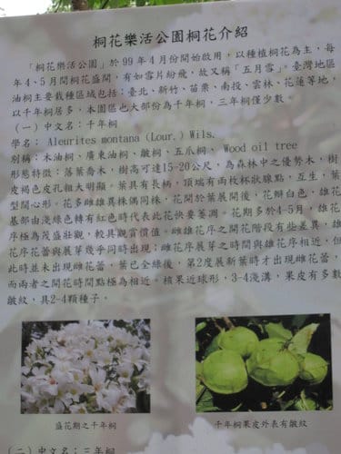 苗栗銅鑼『客家大院.桐花公園』桐樂趣