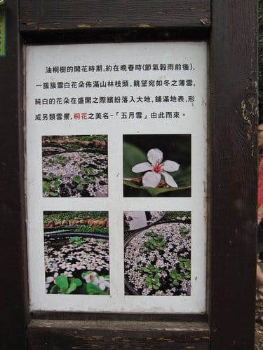 【彰化景點】芬園『挑水古道』賞四月雪-油桐花盛開 - 第15張圖 【彰化景點】芬園『挑水古道』賞四月雪-油桐花盛開